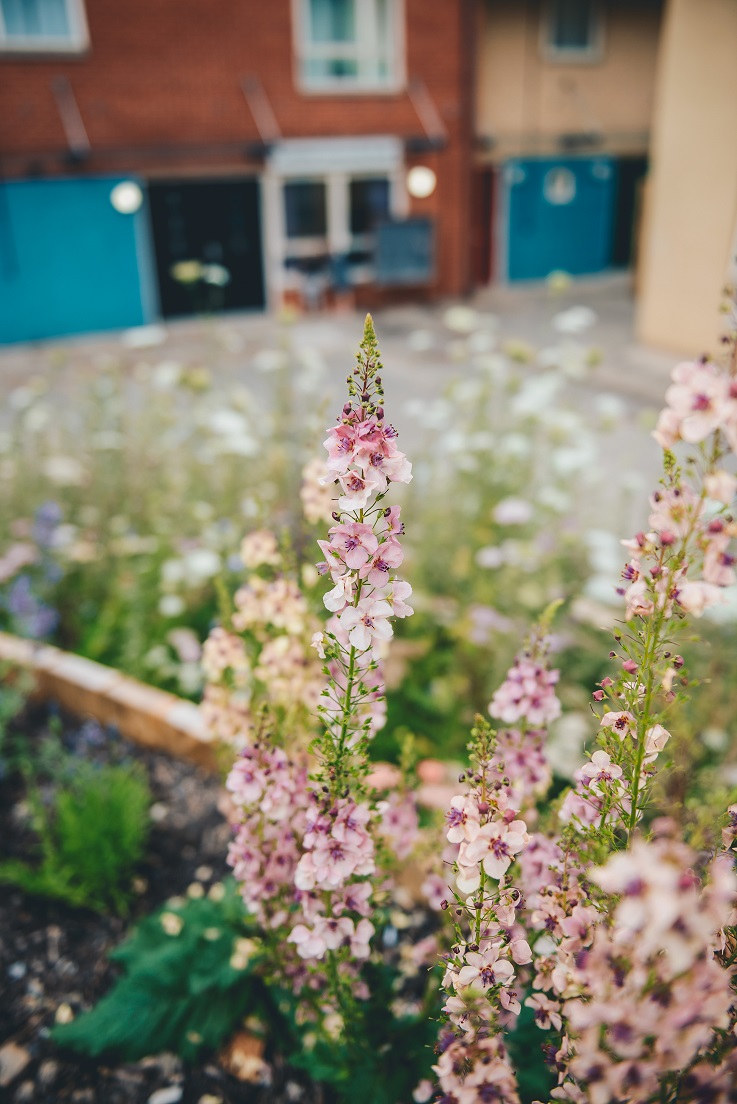 An image of some pink plants in a raised bed.