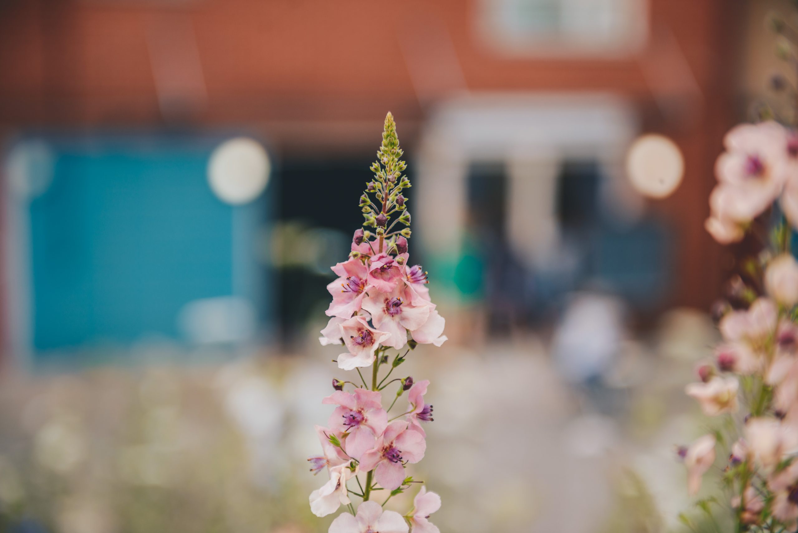 Celebrating Earth Day